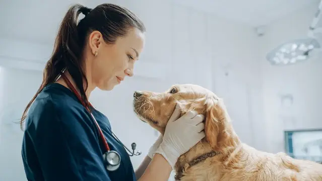 Blefaroplastia veterinaria em Rondonópolis