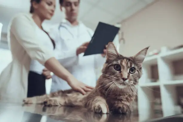 Centro oftalmologico veterinario