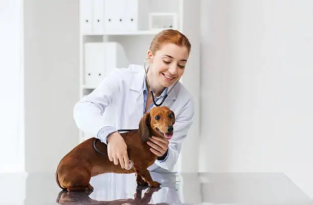 Cirurgia oftalmologica veterinaria em Cuiabá