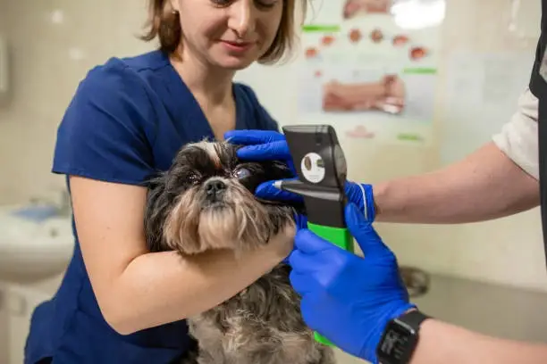 Clinica veterinaria especialista em oftalmo