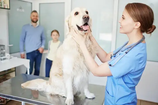 Clinica veterinaria oftalmo em Cuiabá