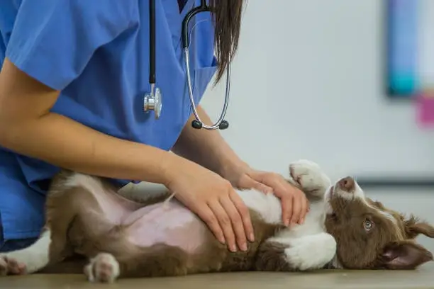 Clinica veterinaria oftalmo em Primavera