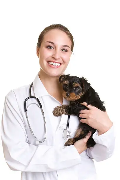 Clinica veterinaria oftalmologia