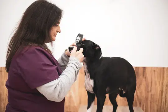 Clinica veterinaria oftalmologia em Primavera