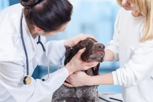 Consulta oftalmologia veterinaria