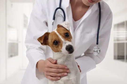 Hospital veterinário em Cuiabá