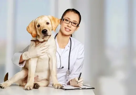 Hospital veterinario oftalmologia