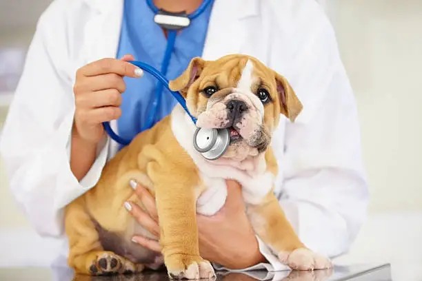 Hospital veterinário próximo a mim