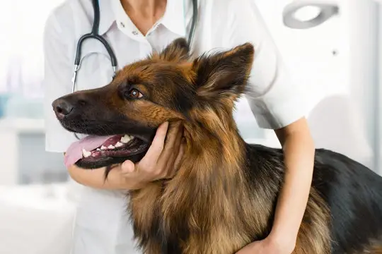 Hospital veterinário próximo a mim em Cuiabá