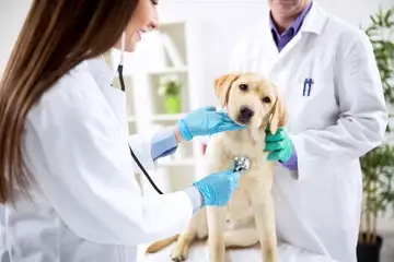 Oftalmo para cães em Cuiabá