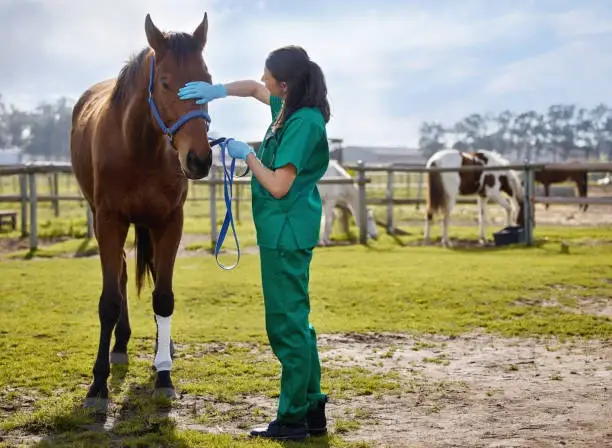 Oftalmo para cavalo em Cuiabá