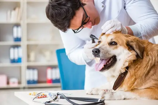 Oftalmologista para cães em Cuiabá