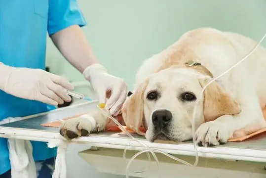 Oftalmologista para cães em Rondonópolis