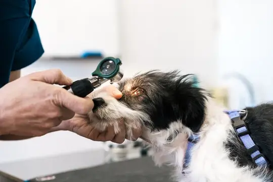 Oftalmologista canino em Primavera