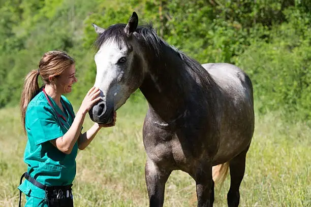 Vet oftalmologista para cavalos