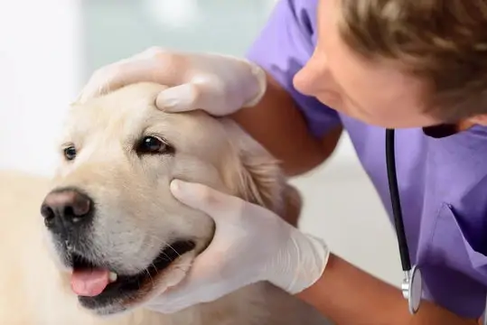 Veterinária oftalmo em Cuiabá