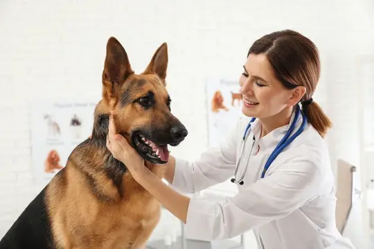 Veterinario especialista em olho