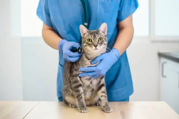 Veterinário para gatos