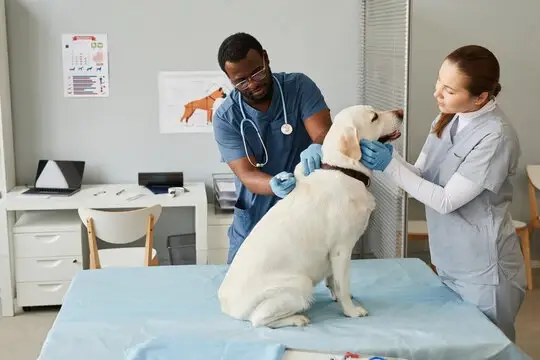 Veterinario oftalmologico em Cuiabá