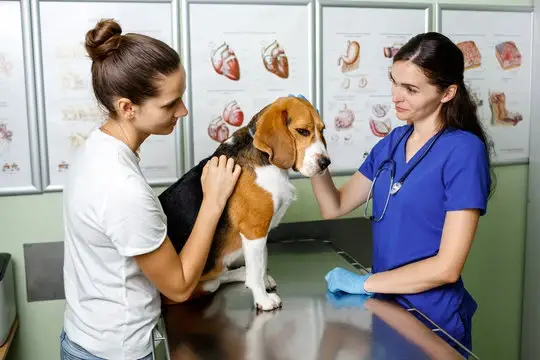 Veterinario oftalmologico em Primavera