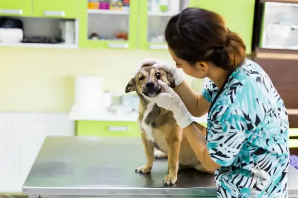 Veterinário oftalmologista em Cuiabá