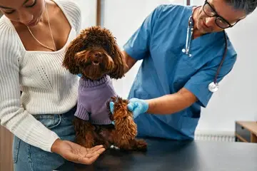 Veterinário oftalmologista em Rondonópolis